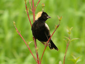 Bobolink
