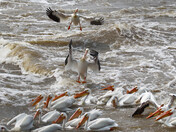 Landings