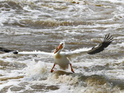 Water Ski