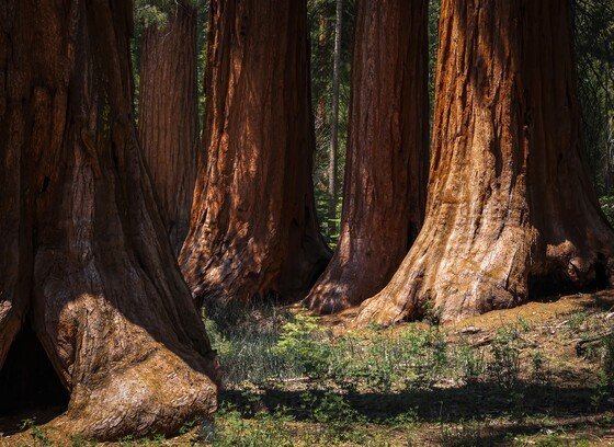 Yosemite National Park
