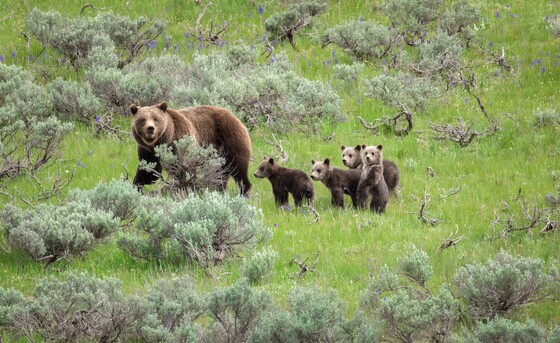 Grand Teton National Park
