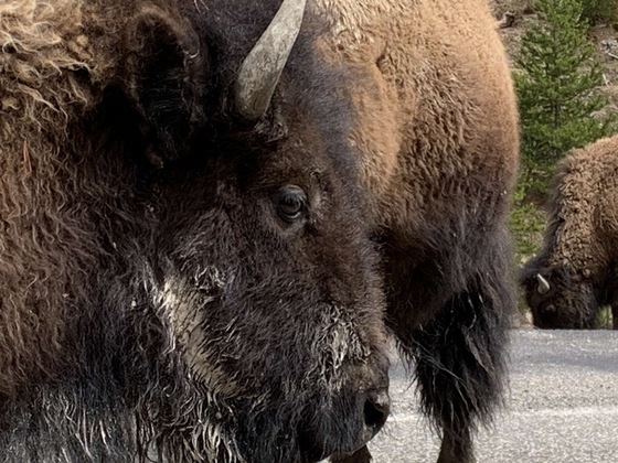 Yellowstone National Park