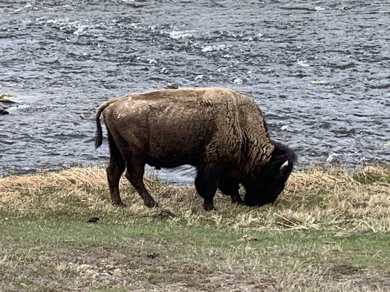 Yellowstone National Park 