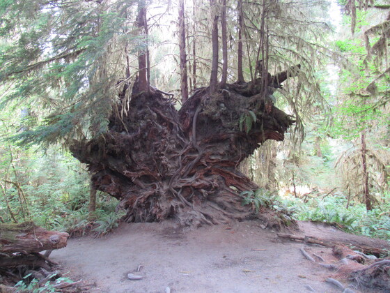 Olympic National Park