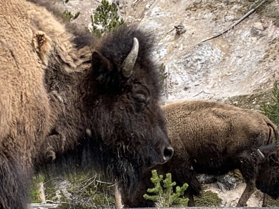 Yellowstone National Park 