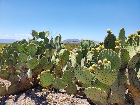 Big Bend National Park