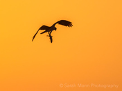 Fly High Little Fishie