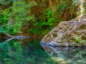 Willamette National Forest