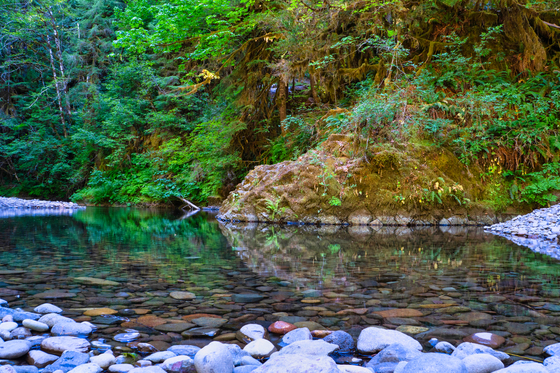 Willamette National Forest
