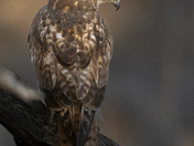 Rocky Mountain Arsenal National Wildlife Refuge