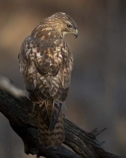 Rocky Mountain Arsenal National Wildlife Refuge