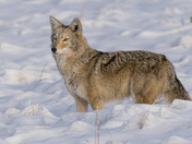 Rocky Mountain Arsenal National Wildlife Refuge