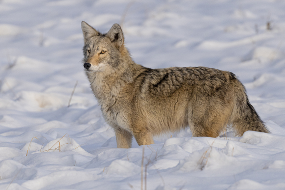 Rocky Mountain Arsenal National Wildlife Refuge