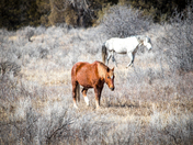 Teddy Roosevelt National Park 