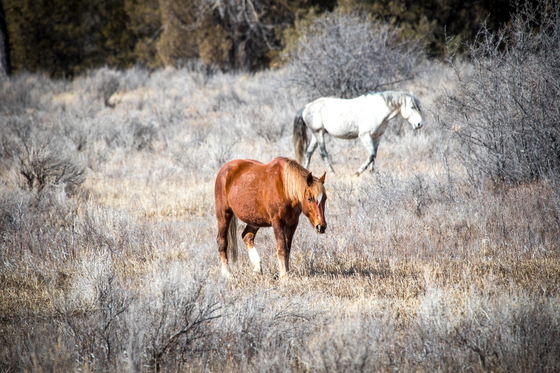 Teddy Roosevelt National Park 