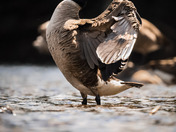 Geese