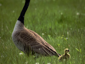 Big as Mom