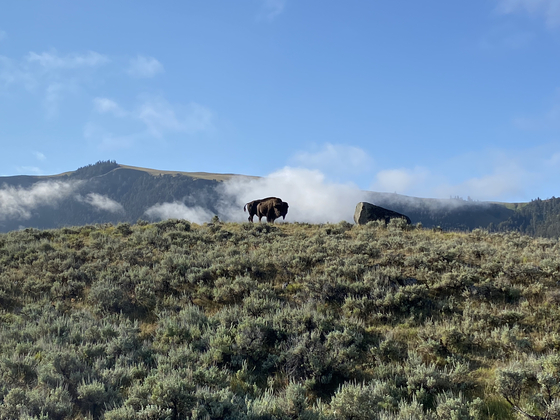 Yellowstone National Park