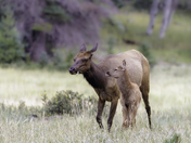 Apache-Sitgreaves National Forest