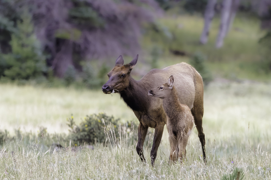 Apache-Sitgreaves National Forest