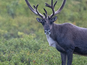 Denali National Park