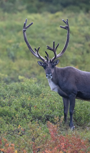 Denali National Park