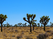 Joshua Tree National Park