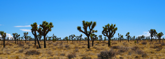 Joshua Tree National Park