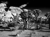 Joshua Tree National Park
