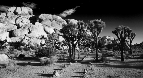Joshua Tree National Park