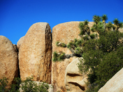 Joshua Tree National Park