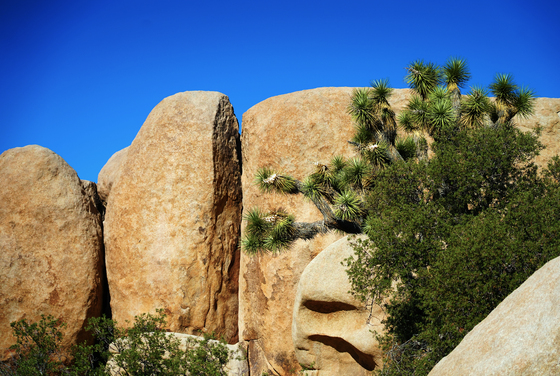 Joshua Tree National Park