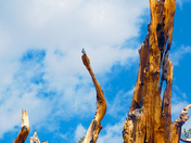 Ancient Bristelcone Forest