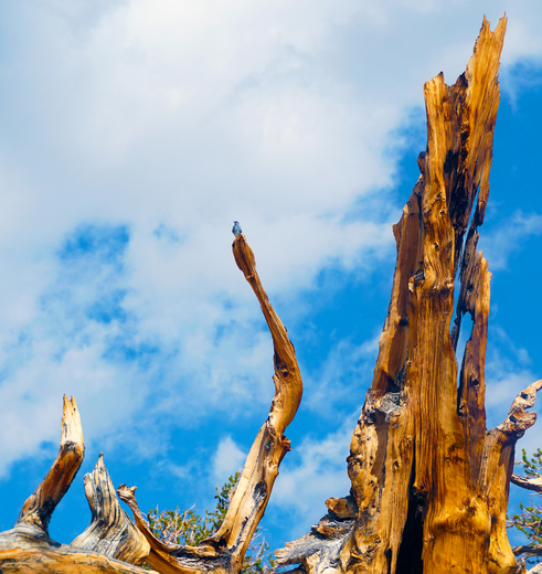 Ancient Bristelcone Forest