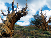 Ancient Bristlecone Forest