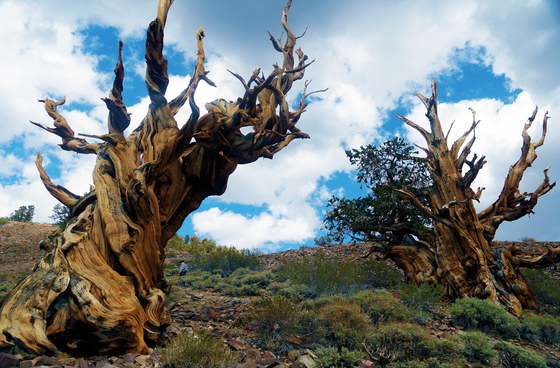 Ancient Bristlecone Forest