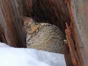 Taking a peek