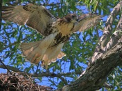 Learning to fly