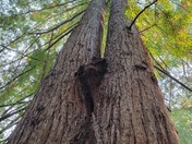 Redwood Nature Trail - Rogue-Siskiyou National Forest