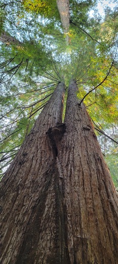 Redwood Nature Trail - Rogue-Siskiyou National Forest
