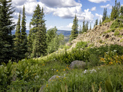 Grand Mesa National Forest