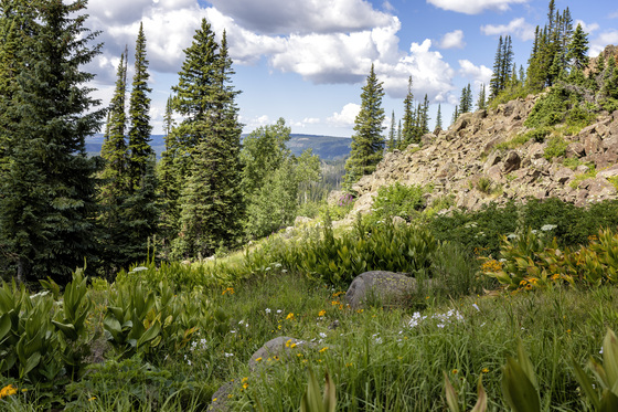 Grand Mesa National Forest