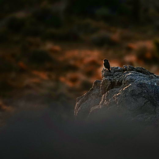 Joshua Tree National Park