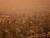 Joshua Tree National Park