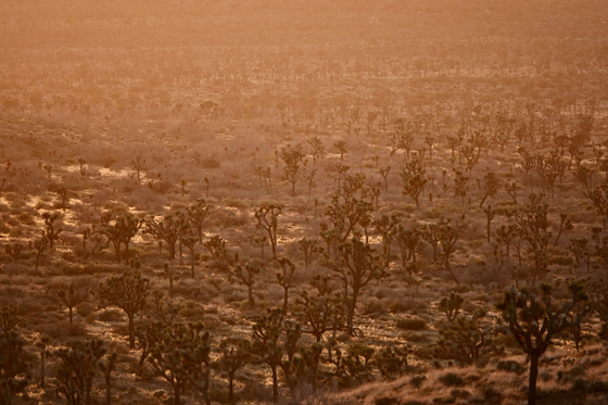 Joshua Tree National Park
