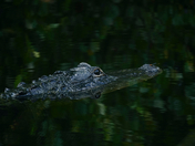 Big Cypress National Preserve