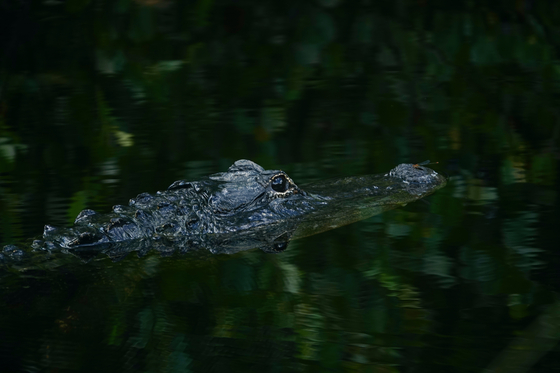 Big Cypress National Preserve