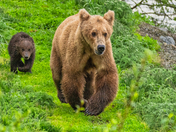 Katmai National Park and Preserve