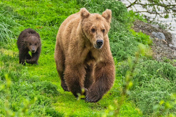 Katmai National Park and Preserve
