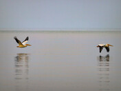 Skimmers